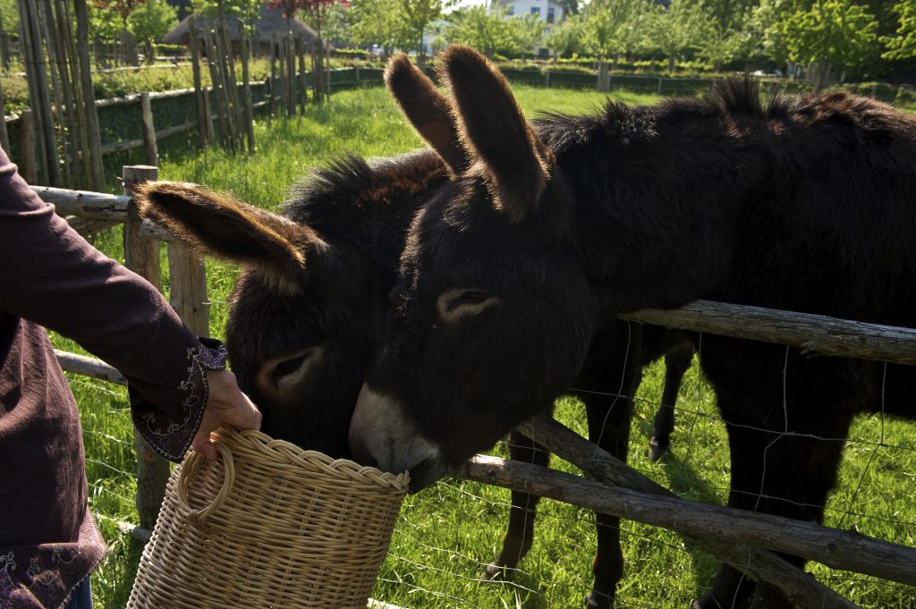 Eine Person füttert zwei Esel mit einem Korb voller Heu. Die Esel stehen hinter einem Holzzaun in einem grünen, sonnigen Gehege.